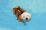 dog swimming in life jacket